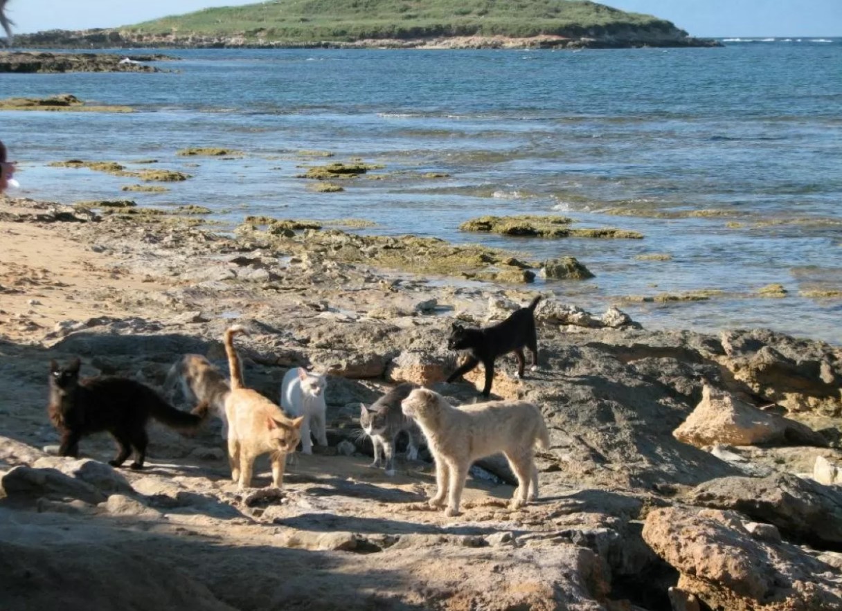 En ø med katte i Det Indiske Ocean gemmer på en fantastisk hemmelighed om deres overlevelse