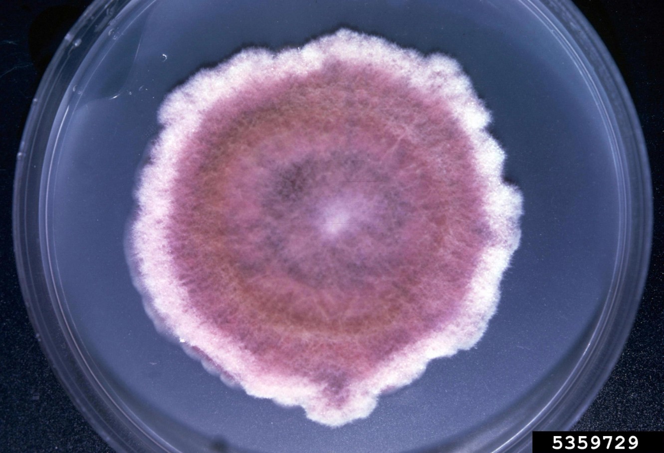 Fusarium xyrophilum