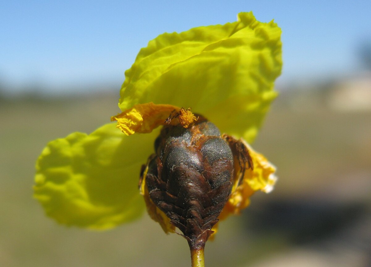 Ikke alle blomster er lige nyttige. En overraskende parasit fra Surinam