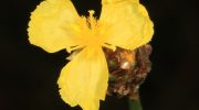 Ikke alle blomster er lige nyttige. En overraskende parasit fra Surinam