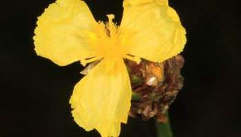 Ikke alle blomster er lige nyttige. En overraskende parasit fra Surinam