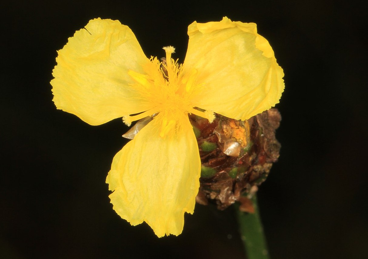 Ikke alle blomster er lige nyttige. En overraskende parasit fra Surinam