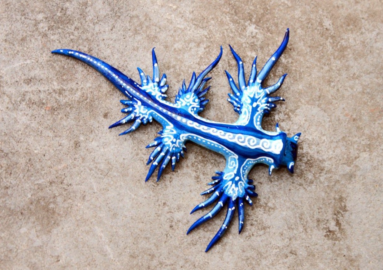 Glaucus atlanticus