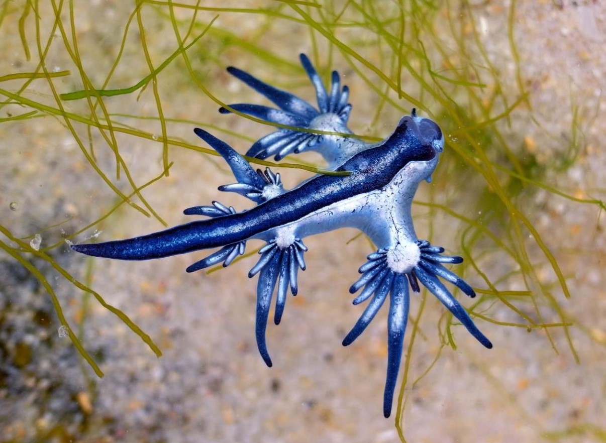 Glaucus atlanticus