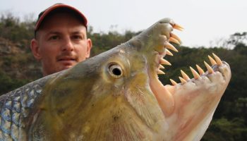 Den farligste ferskvandsfisk – Goliath-fisk