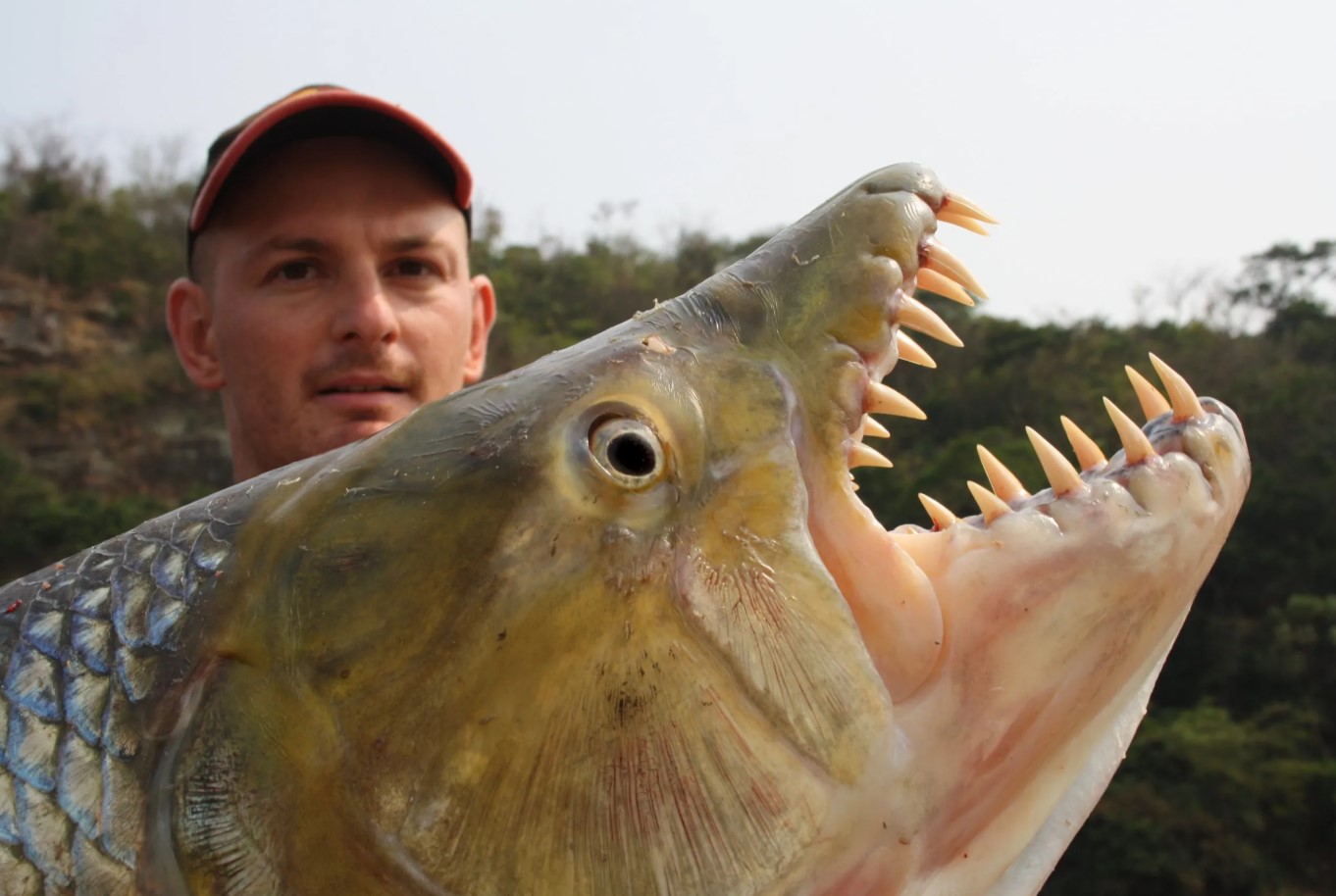 Den farligste ferskvandsfisk – Goliath-fisk
