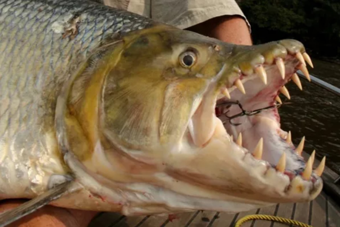Den farligste ferskvandsfisk – Goliath-fisken