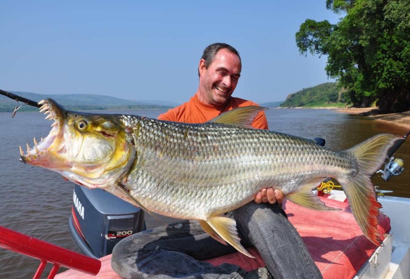 Den farligste ferskvandsfisk – Goliath-fisken