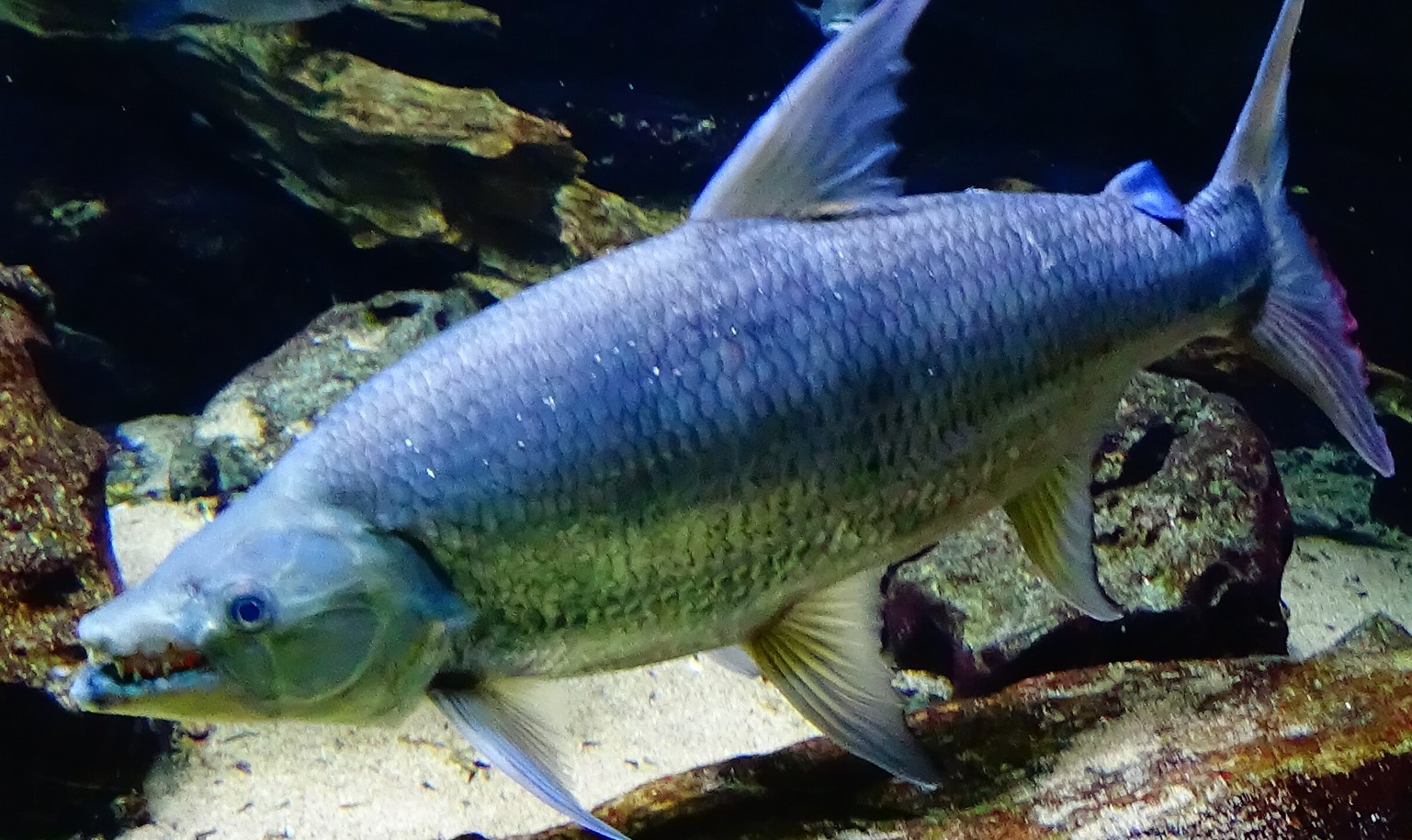 Den farligste ferskvandsfisk – Goliath-fisken