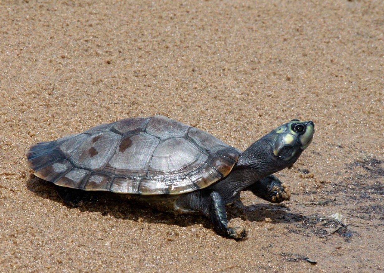 Forskere har fundet et hjem for mere end 40.000 gigantiske skildpadder: hvordan de blev talt