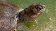 Forskere har fundet et hjem for mere end 40.000 gigantiske skildpadder: hvordan de blev talt
