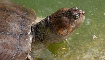 Forskere har fundet et hjem for mere end 40.000 gigantiske skildpadder: hvordan de blev talt