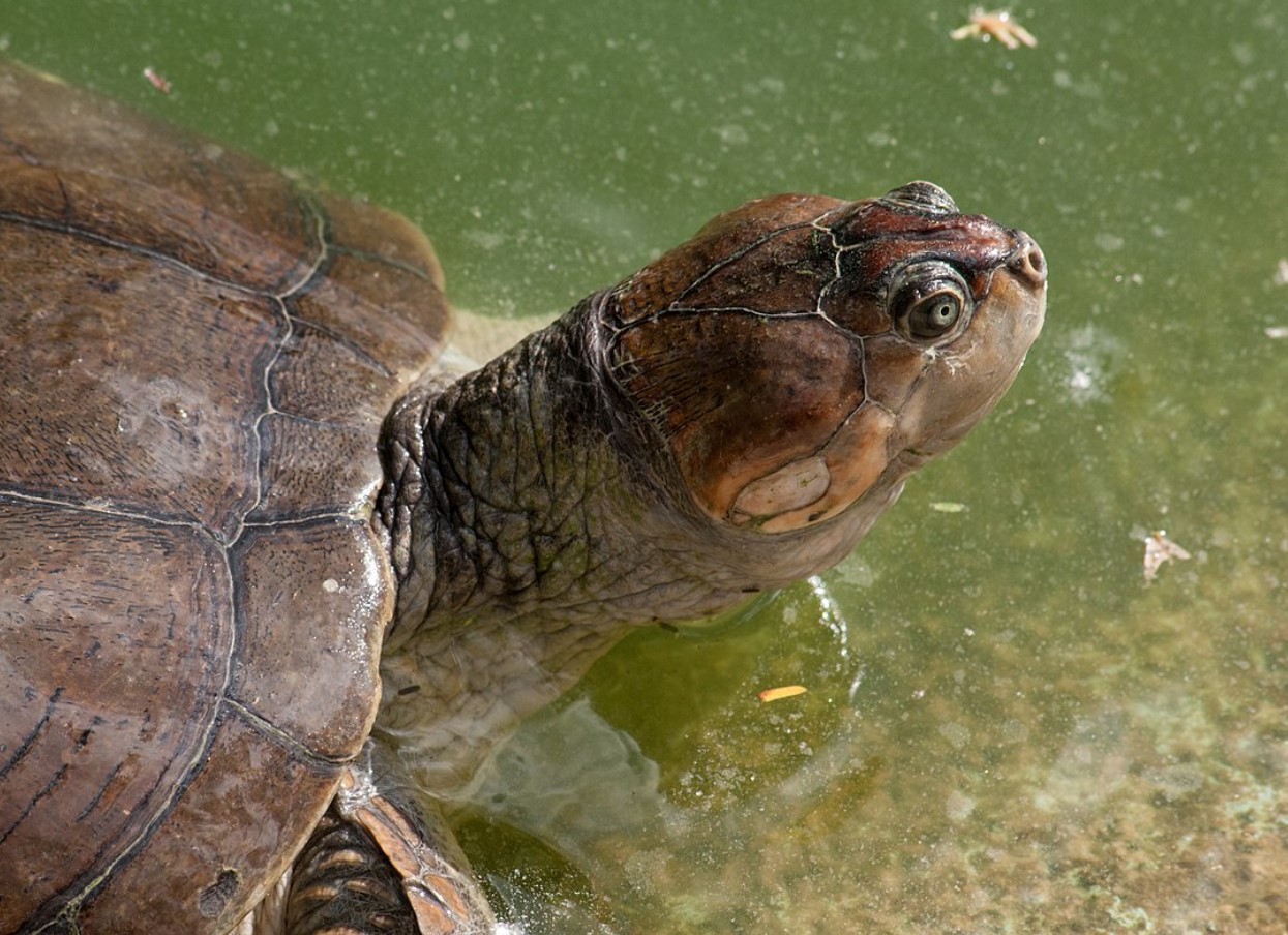 Forskere har fundet et hjem for mere end 40.000 gigantiske skildpadder: hvordan de blev talt