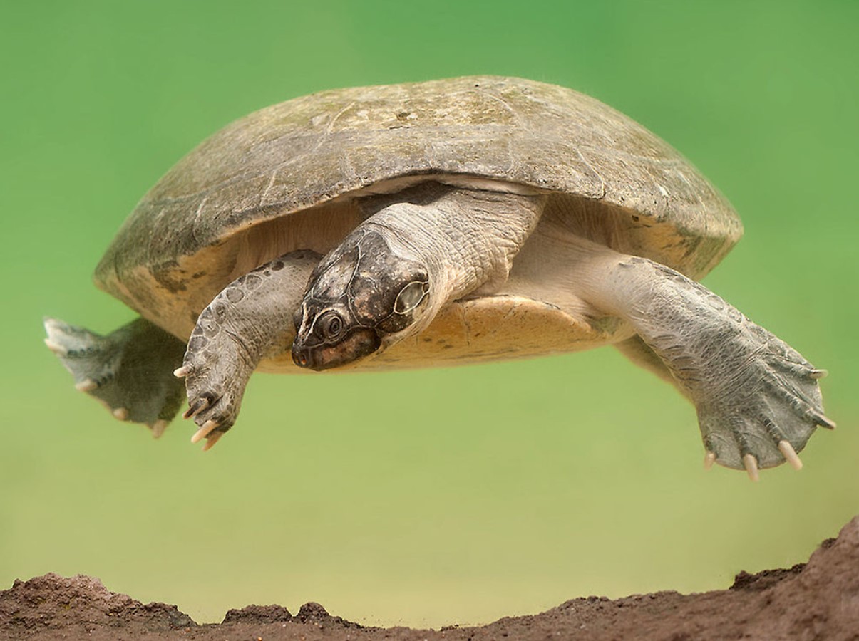 Forskere har fundet et hjem for mere end 40.000 gigantiske skildpadder: hvordan de blev talt