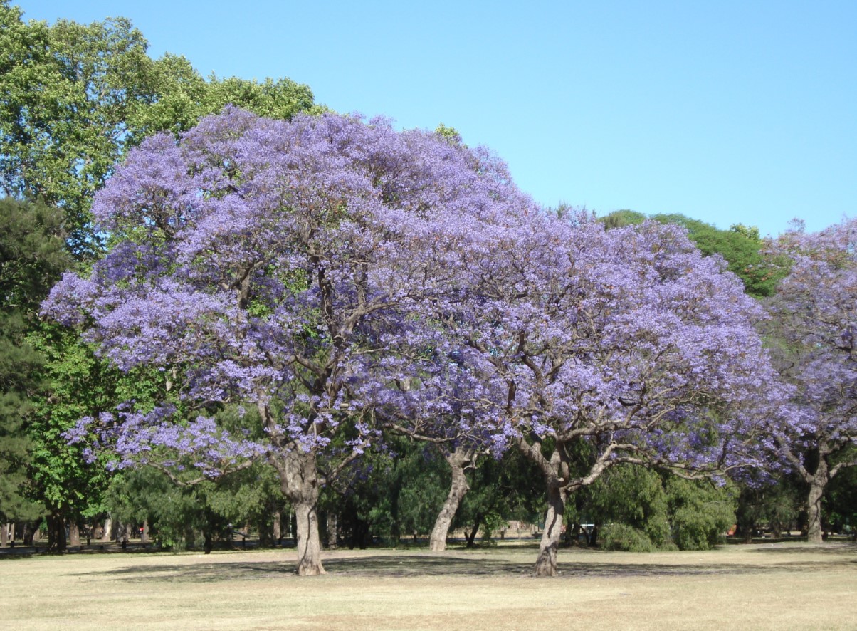 En gigant fra Argentina, der ikke bøjer sig og ikke giver op: guayacán-træet har overrasket hele verden