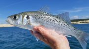 Havbars-overflod på Cypern - stormløb på fiskegrejbutikker