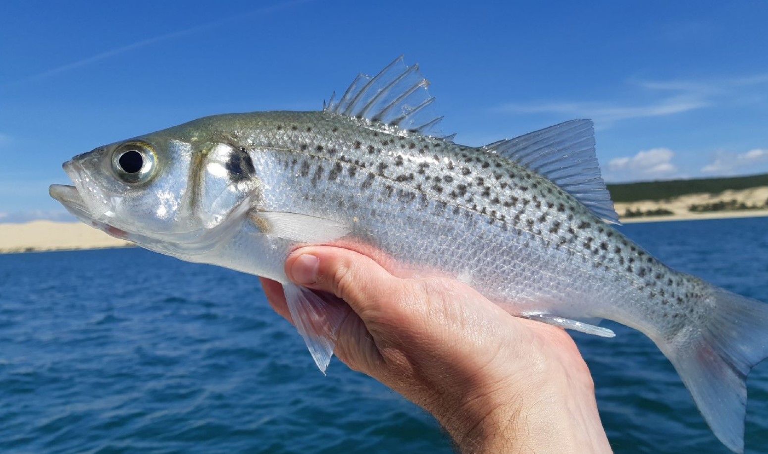 Havbars-overflod på Cypern - stormløb på fiskegrejbutikker