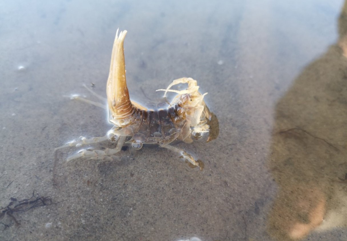 Havkakerlak. Findes ofte i fiskekonserves