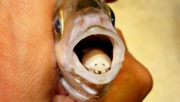 Havkakerlak. Findes ofte i fiskekonserves