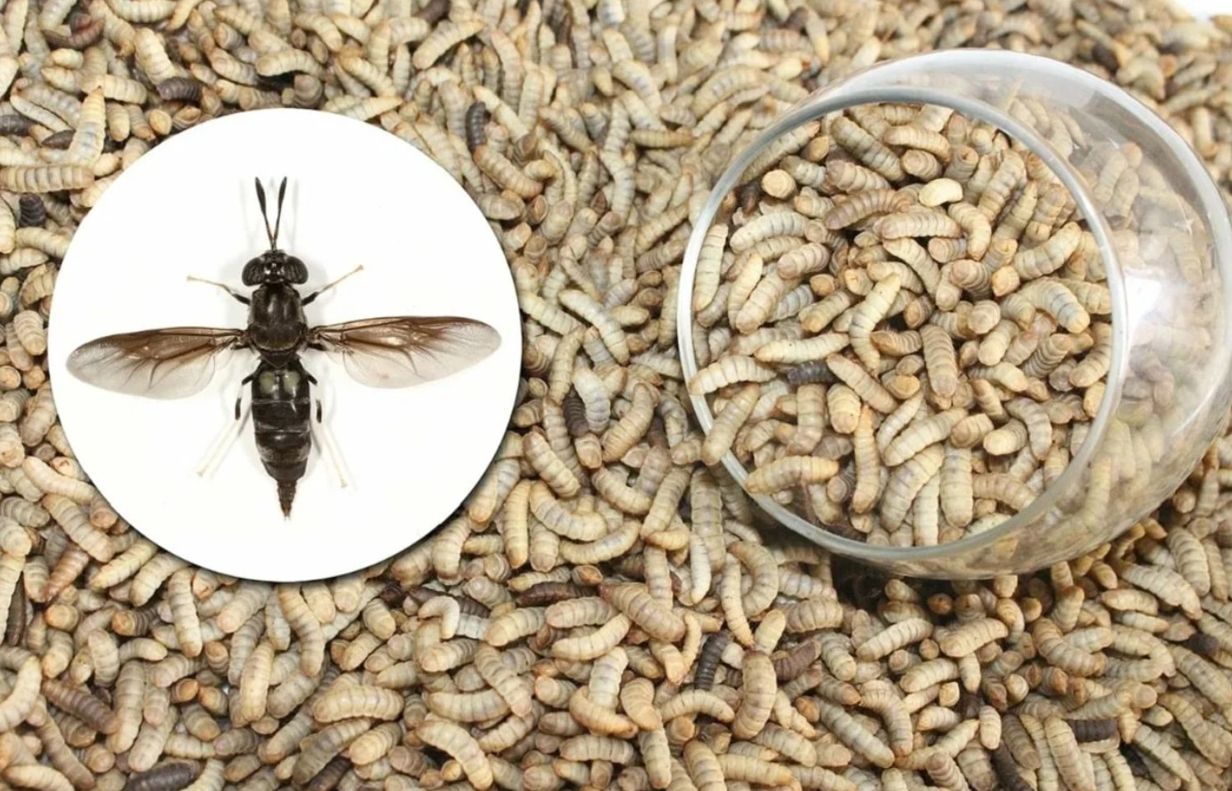 Belgiske forskere tilbyder olie fra insekter