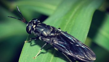 Belgiske forskere tilbyder olie fra insekter