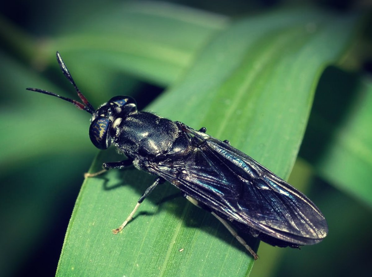 Belgiske forskere tilbyder olie fra insekter