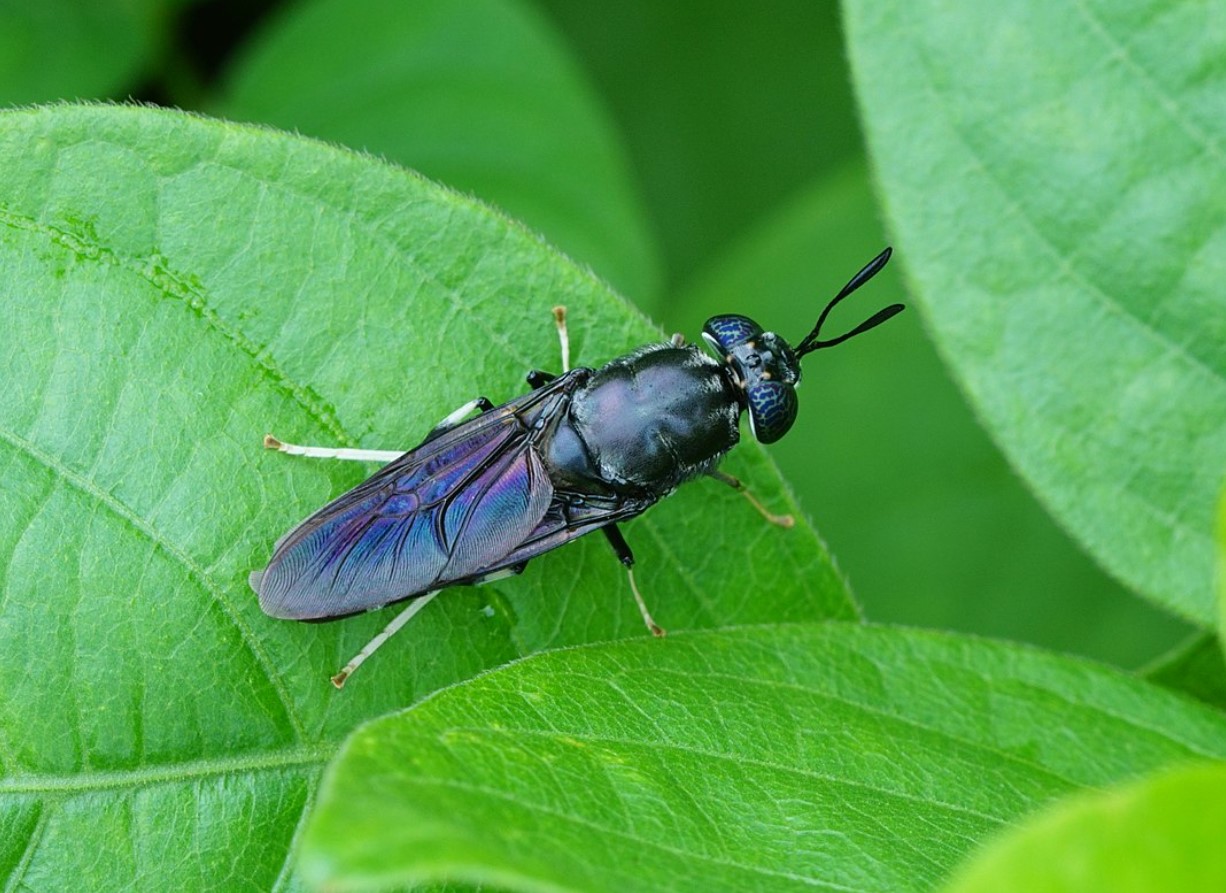 Hermetia illucens