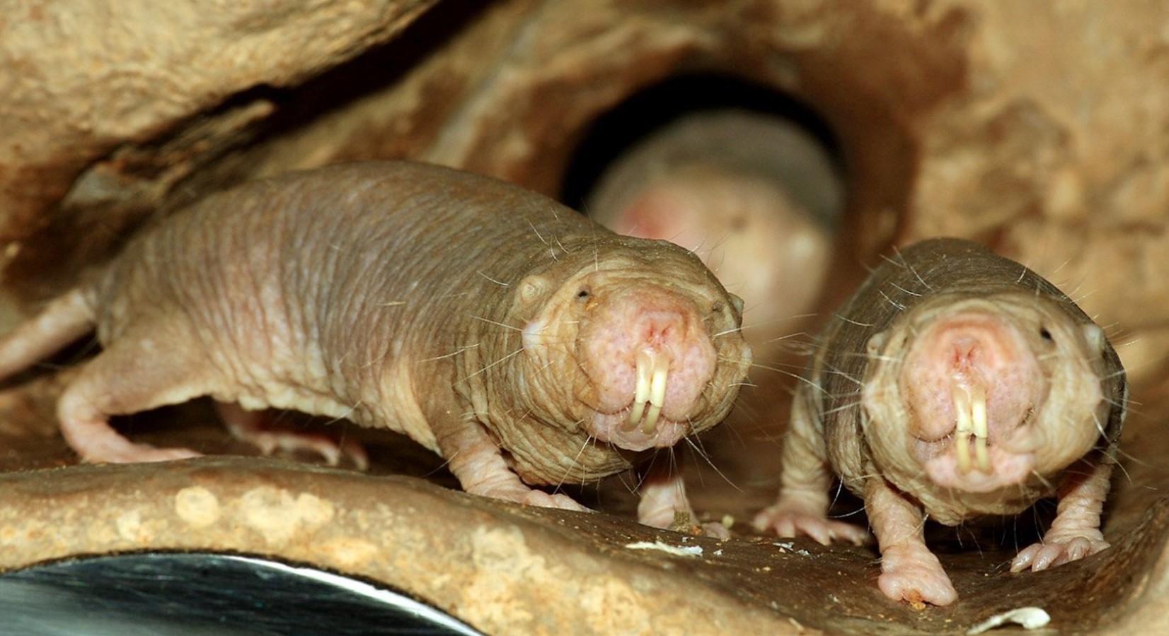 Heterocephalus glaber