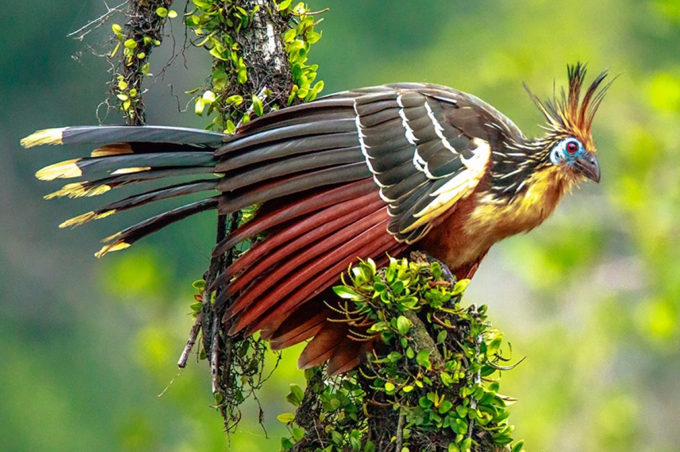 Hoatzin — den mest usædvanlige fugl