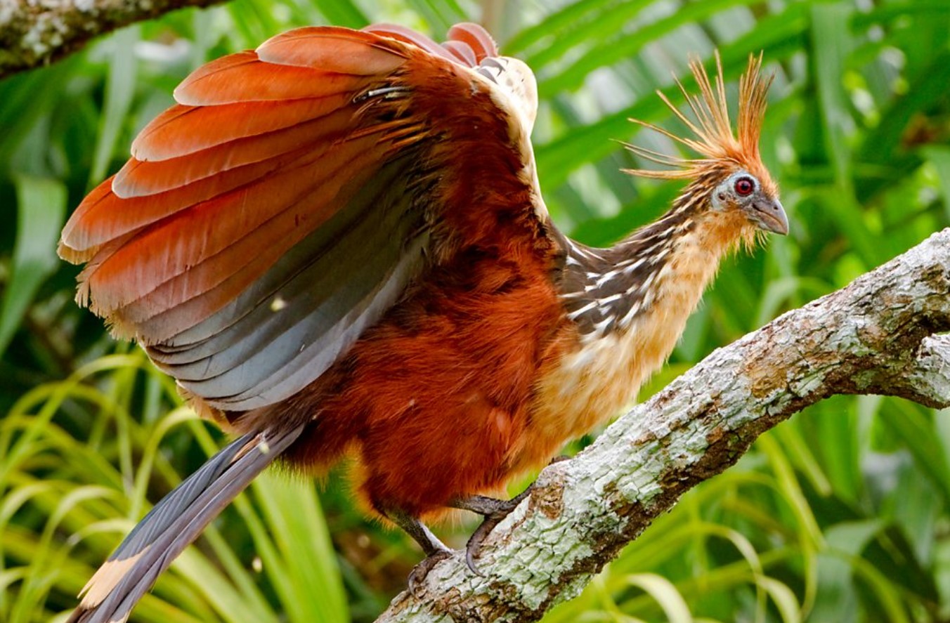 Hoatzin — den mest usædvanlige fugl