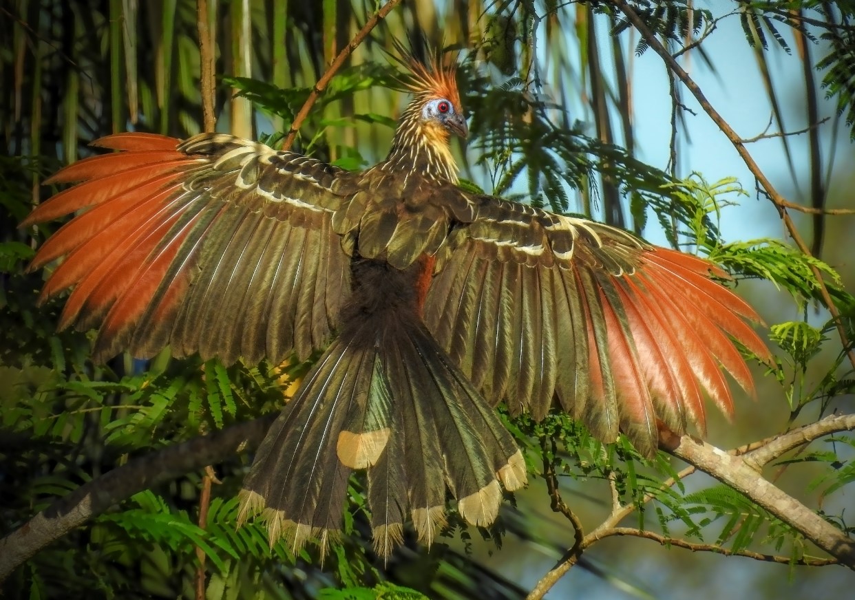Hoatzin — den mest usædvanlige fugl