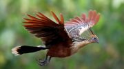 Hoatzin — den mest usædvanlige fugl