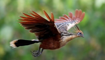 Hoatzin — den mest usædvanlige fugl