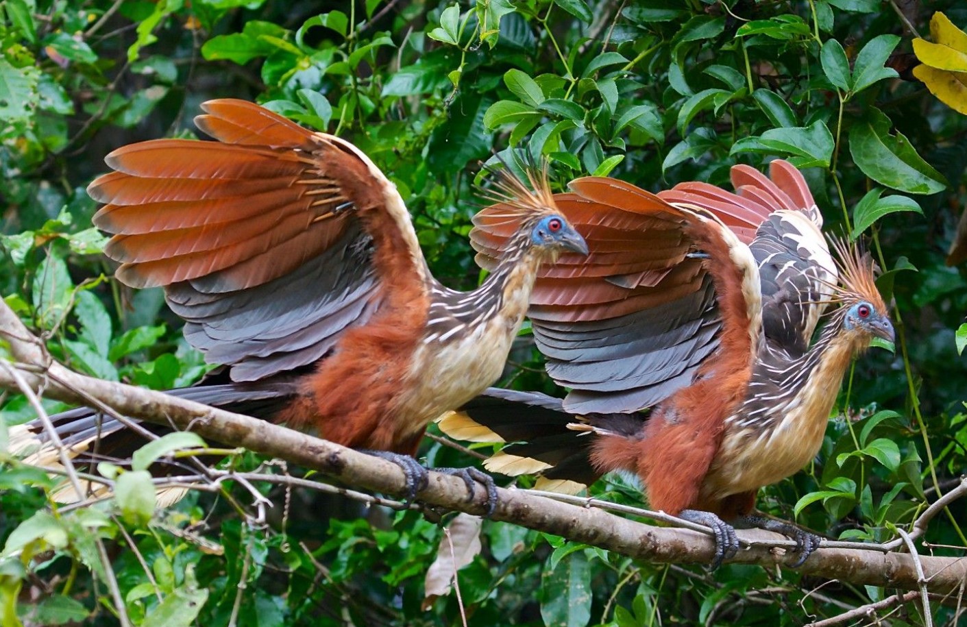 Hoatzin — den mest usædvanlige fugl
