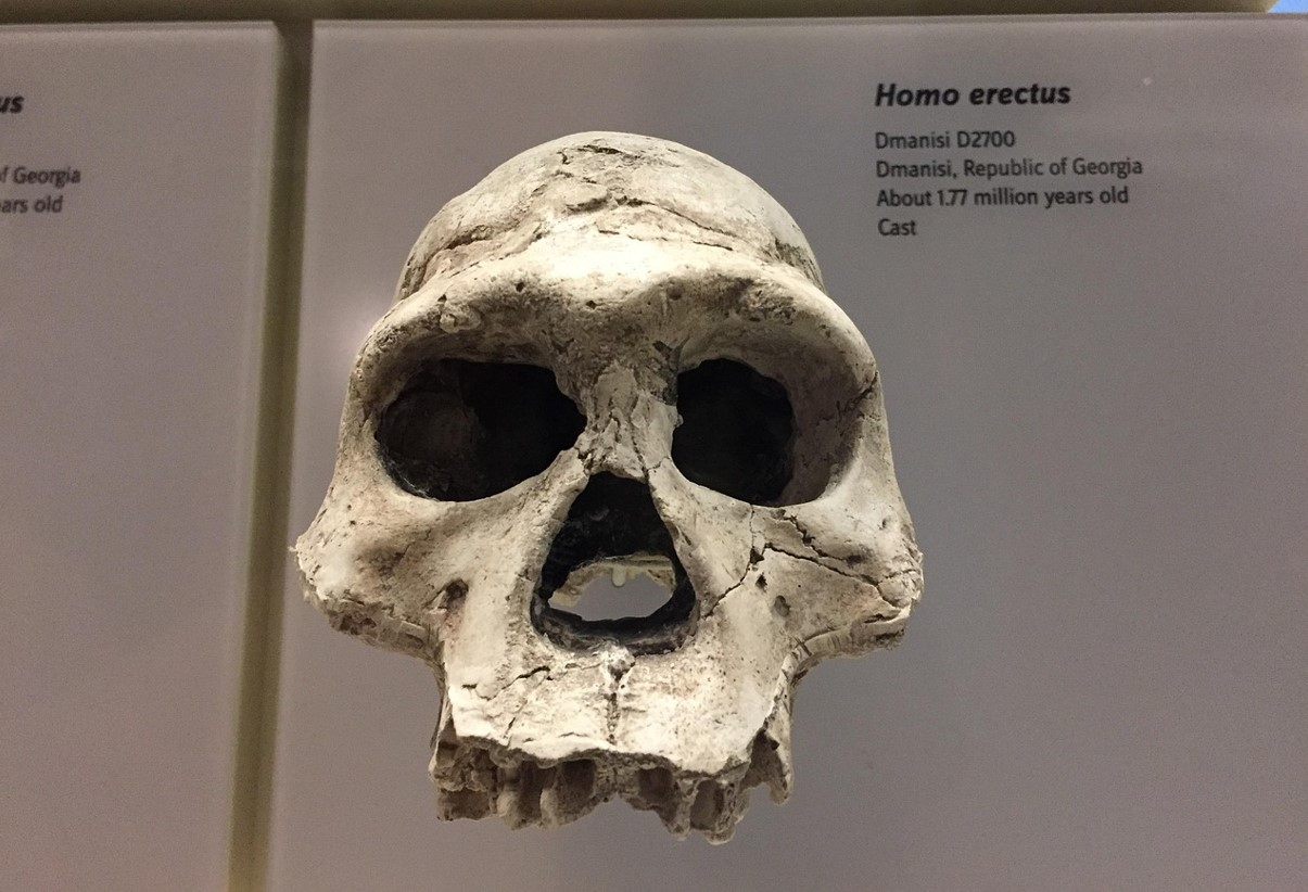 Homo erectus