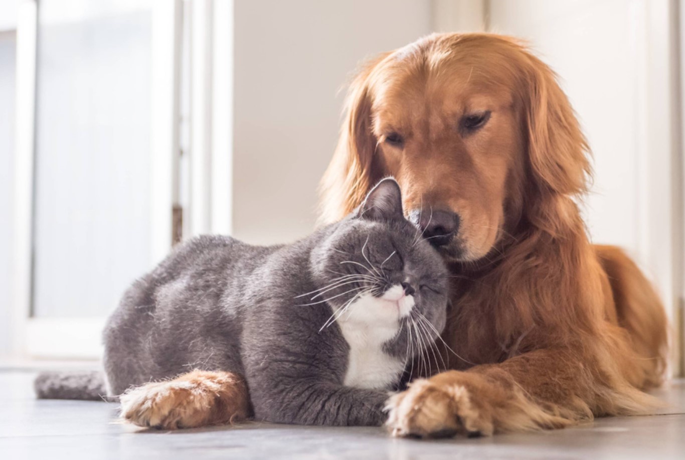 Hvilken hunderace kommer bedst ud af det med katte: fluffy venner for altid