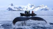 'Hvalernes transportbånd' flytter tonsvis af næringsstoffer over havet - gennem urinen