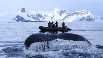 'Hvalernes transportbånd' flytter tonsvis af næringsstoffer over havet - gennem urinen