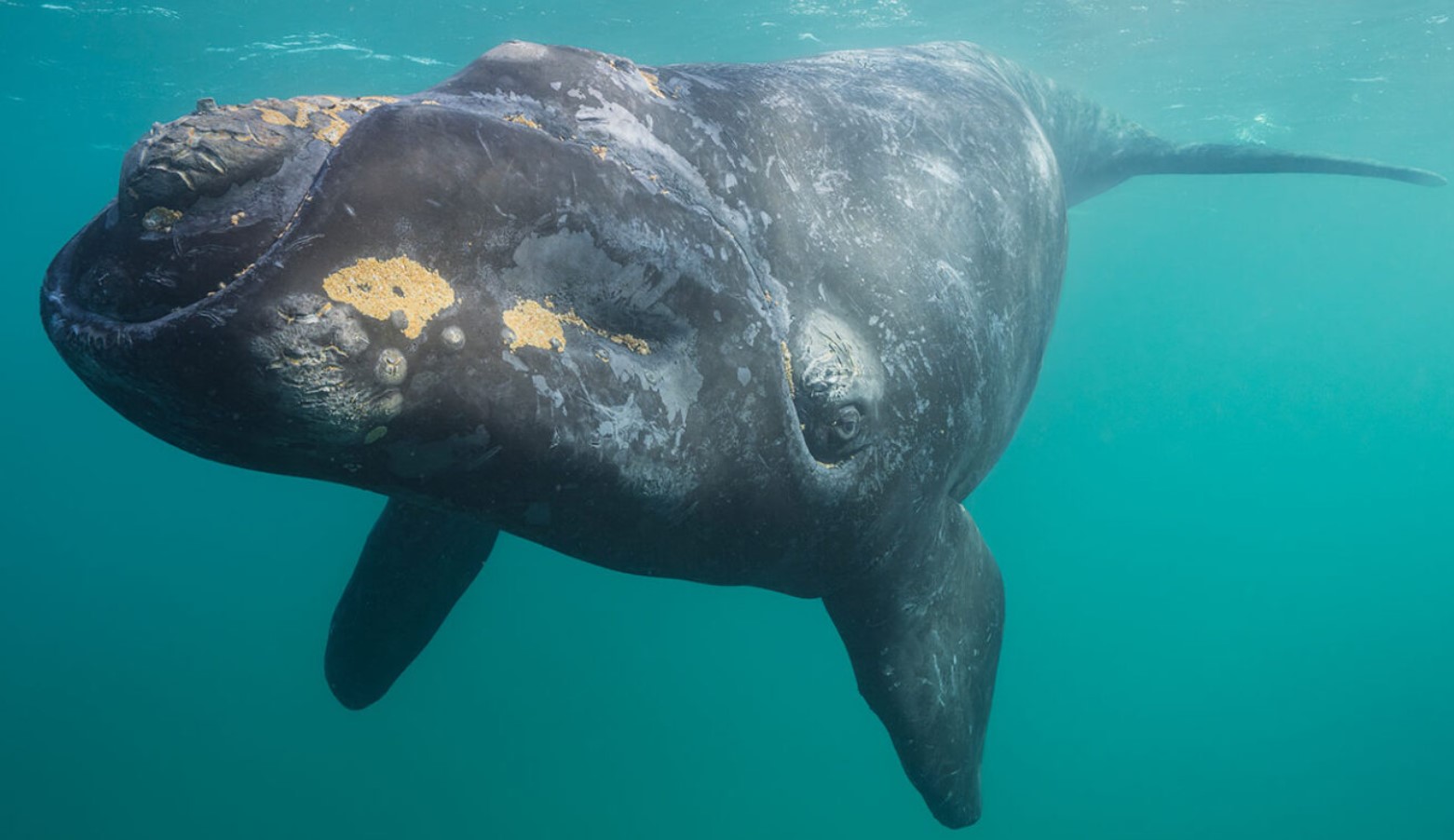 'Hvalernes transportbånd' flytter tonsvis af næringsstoffer over havet - gennem urinen
