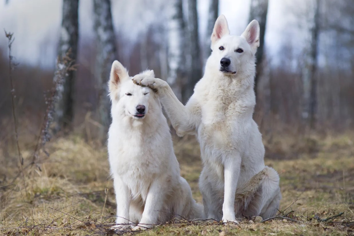 Hvid schweizisk hyrdehund: hvorfor disse hunde er forbudt i Schweiz