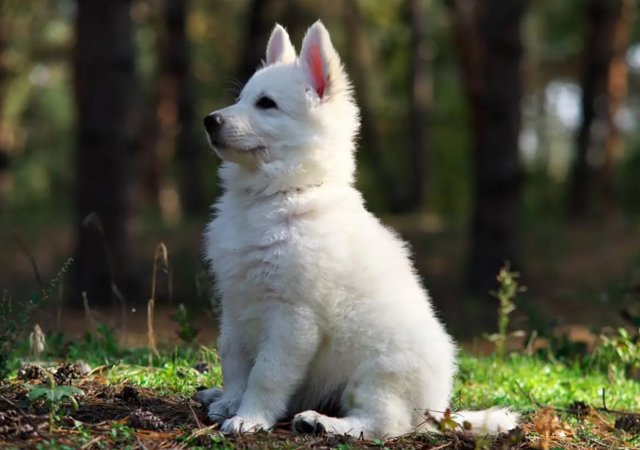 Hvid schweizisk hyrdehund: hvorfor disse hunde er forbudt i Schweiz