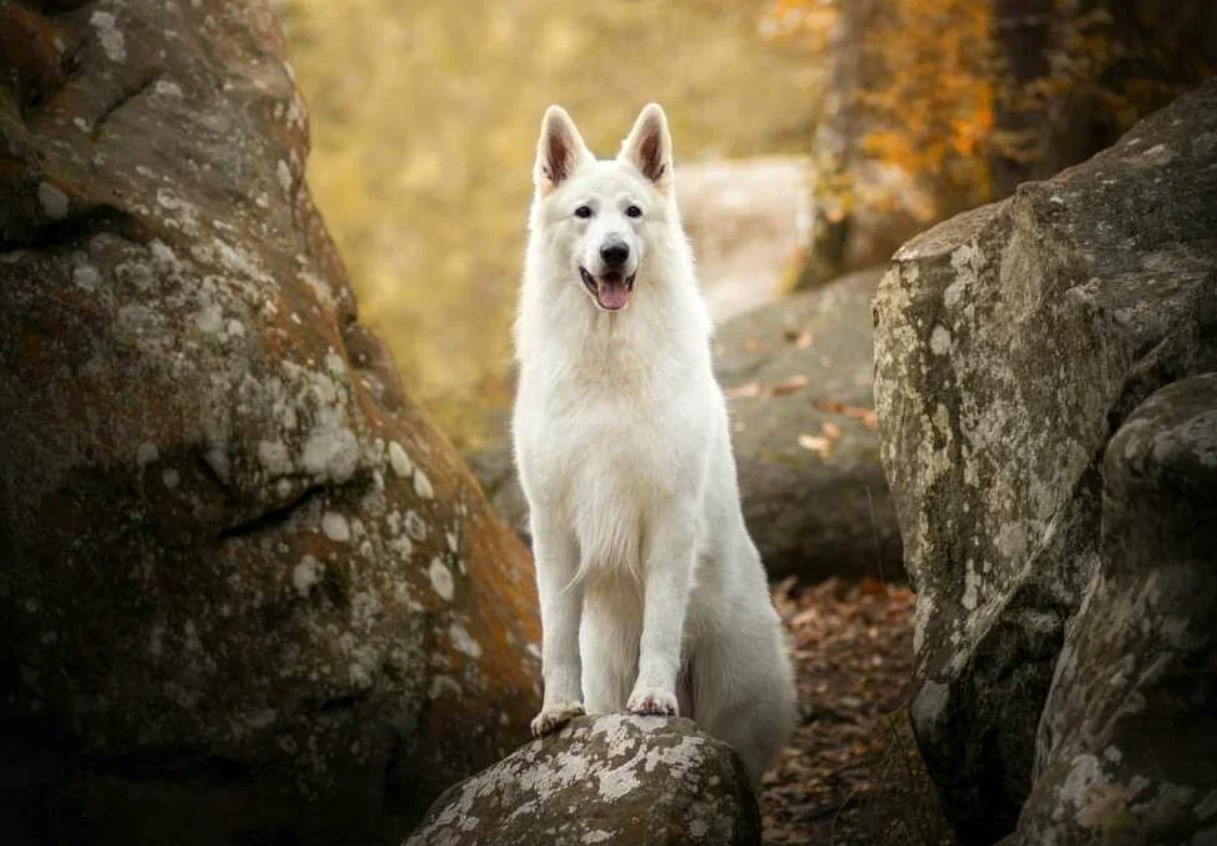 Hvid schweizisk hyrdehund: hvorfor disse hunde er forbudt i Schweiz