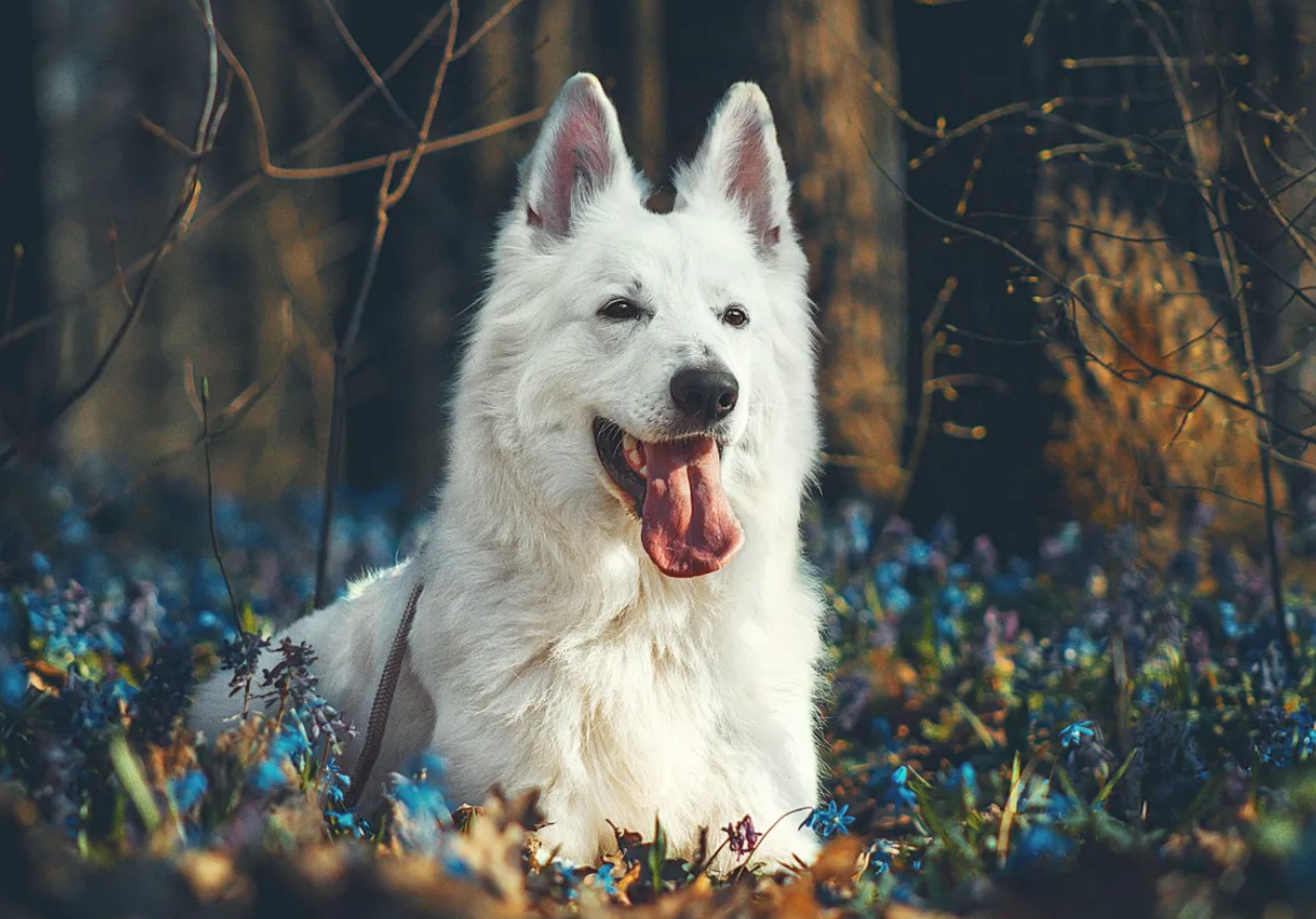 Hvid schweizisk hyrdehund: hvorfor disse hunde er forbudt i Schweiz