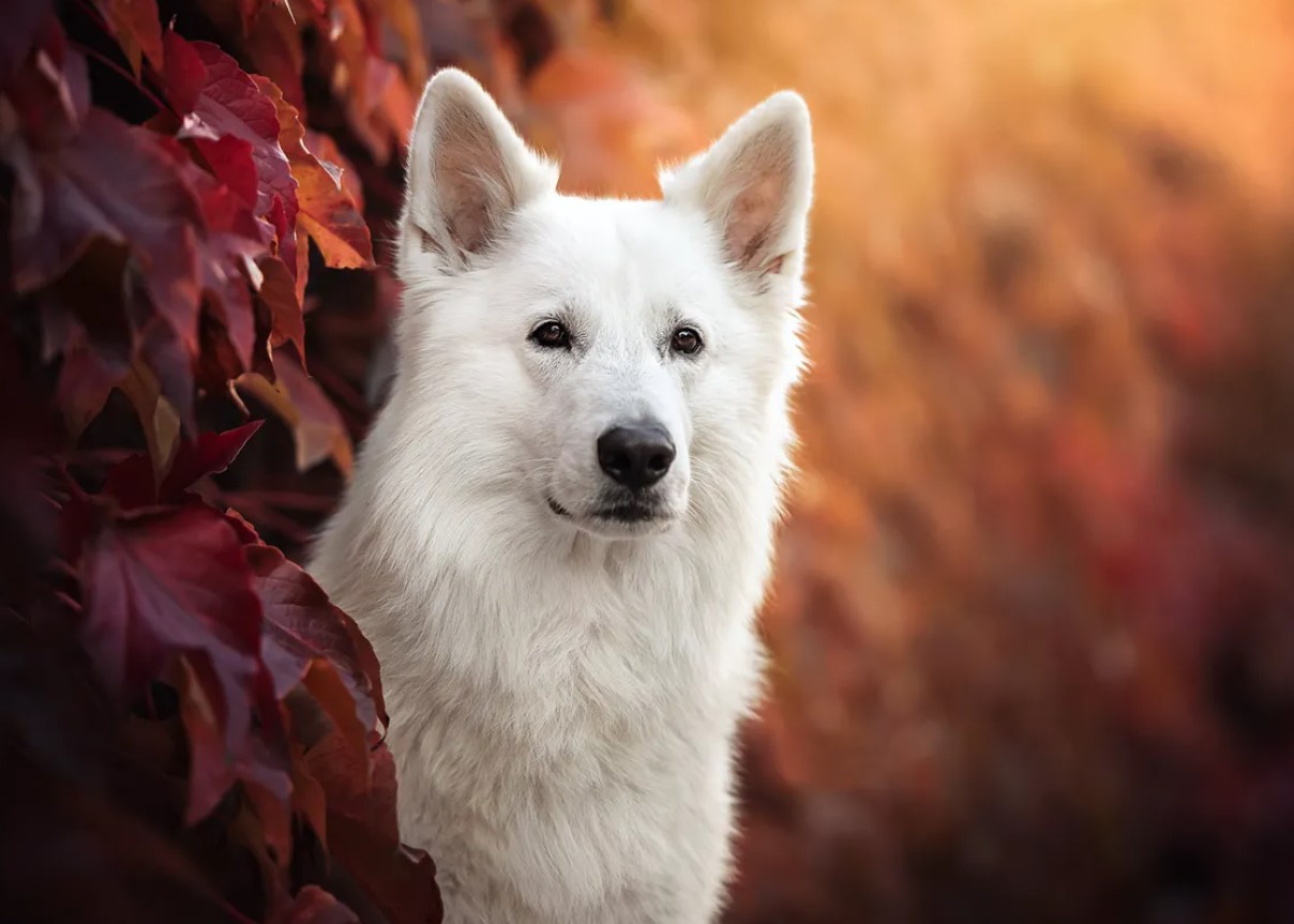 Hvid schweizisk hyrdehund: hvorfor disse hunde er forbudt i Schweiz