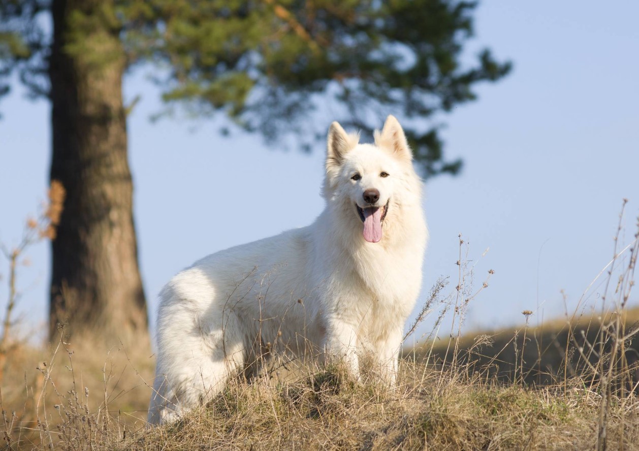 Hvid schweizisk hyrdehund: hvorfor disse hunde er forbudt i Schweiz