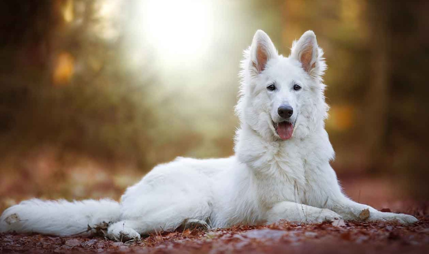 Hvid schweizisk hyrdehund: hvorfor disse hunde er forbudt i Schweiz