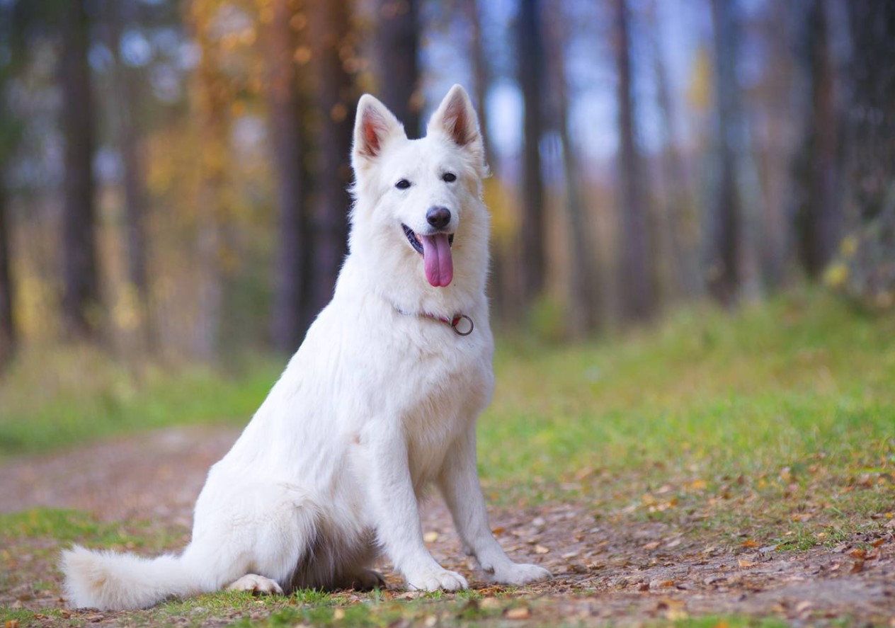 Hvid schweizisk hyrdehund: hvorfor disse hunde er forbudt i Schweiz