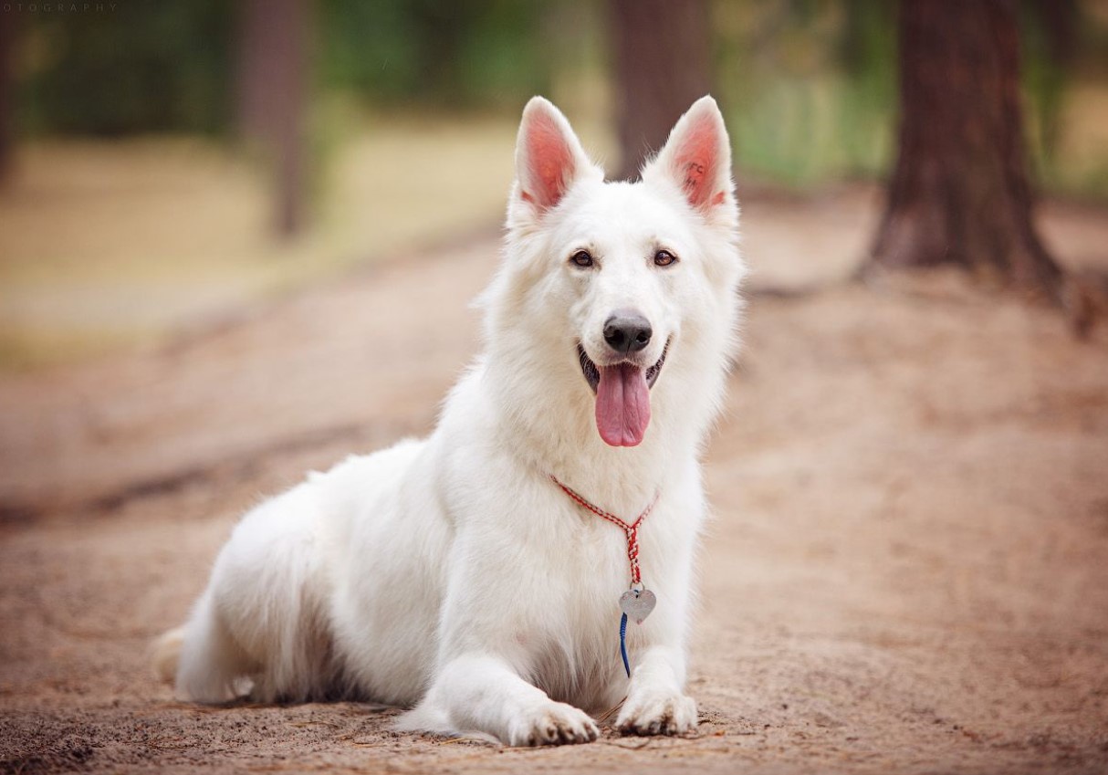 Hvid schweizisk hyrdehund: hvorfor disse hunde er forbudt i Schweiz