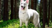 Hvid schweizisk hyrdehund: hvorfor disse hunde er forbudt i Schweiz