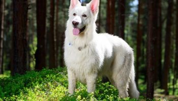 Hvid schweizisk hyrdehund: hvorfor disse hunde er forbudt i Schweiz